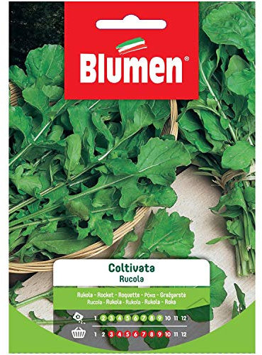 BLUMEN SEMENTI, RUCOLA COLTIVATA