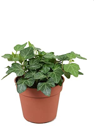 Mini Hiedra Verde Planta Natural para la Casa