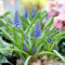 Bulbos de jacinto, ornamentales, con flores, para jardinería, fáciles de cultivar, fáciles de cultivar en otoño o primavera-6bulbos-E