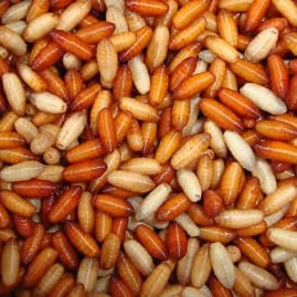 Fly Pupae Casters, 2oz (57g) Pot, Live Food for Jumping Spiders (2oz Pot)