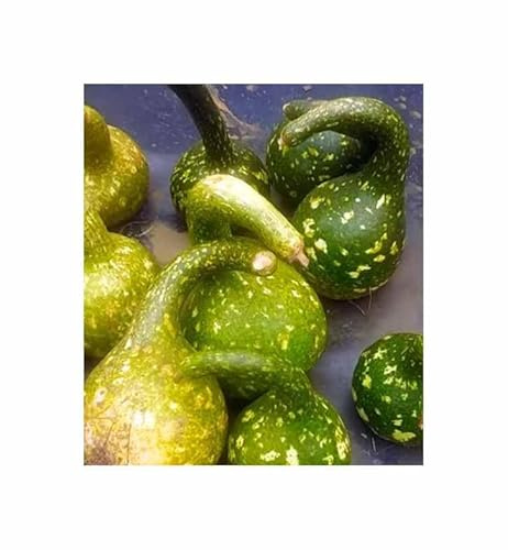Stk - 5x Lagenaria siceraria Speckled Swan Zierkürbis Pflanzen - Samen KS562 - Seeds & Plants Shop by Ipsa