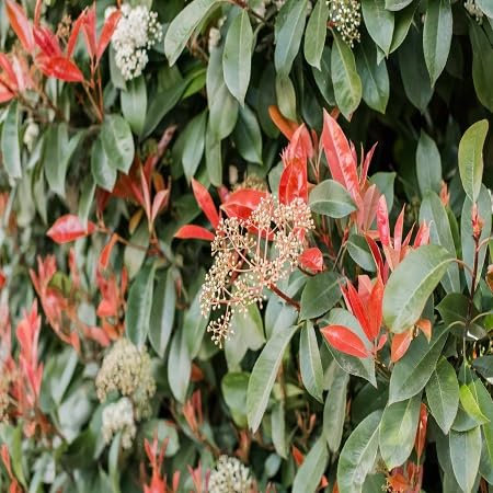 100 graines de plantes Photinia
