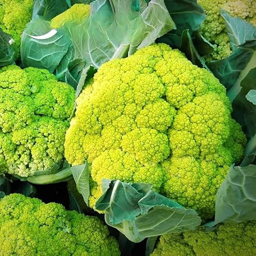 Green Cauliflower 'Verde di Macerata' - 250 Seeds + Plant tag + Freebie (Brassica Oleracea)
