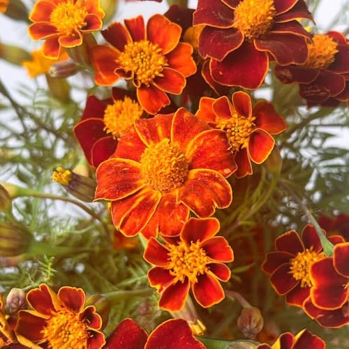 semillas de caléndula - jardín Decoraciones exteriores 1000pcs