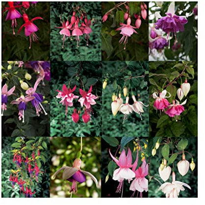 10 Mixed Trailing Fuchsia Plug Plants - Stunning Fuchsia Collection Amazing Value.Garden Ready. Easy to Grow. 10 Plug Starter Plants Numerous Varieties of Fuchsias