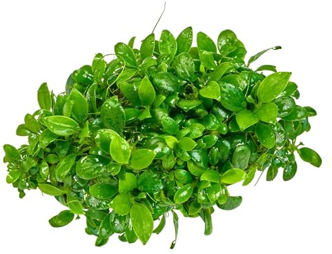 Anubias barteri var. nana petite (Bonsai) - in vitro 8,5cm Bechergröße - in vitro Wasserpflanzen für Aquarien
