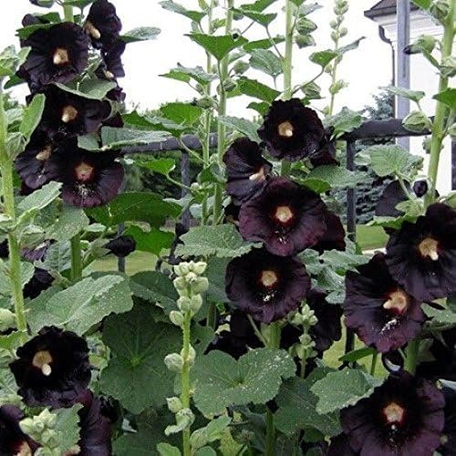 20 Graines Semences - Rose tremiere à feuille figuier fleurs coloris noir rare - 119