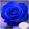 50 Semillas de Rosas Azules - Flores Únicas para Jardín, Macetas y Decoración del Hogar - Plantas Raras de Crecimiento Rápido y Colores Vivos (Azul)