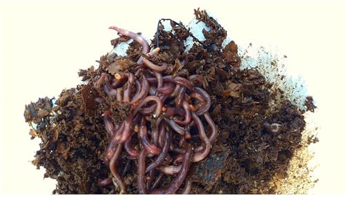 LOMBRICENTRO. Lombrices rojas californianas para compost, humus o huerto, con guía de uso (200 lombrices)