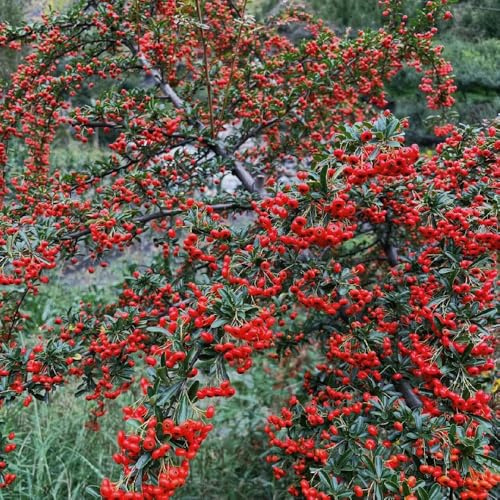 100 pz semi di firethorn dei, per il giardino delle aromatiche con colonnare interno