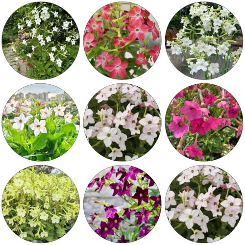 Tabacco ornamentale resistenti per giardini di rocce semi selvatici semi esotici giardino tagliati giardino balcone ufficio 300pcs