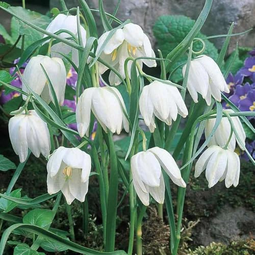 bulbi imperiali corona giardino interni primavera balcone resistenti bulbi balcone giardino bonsái corona 15pcs