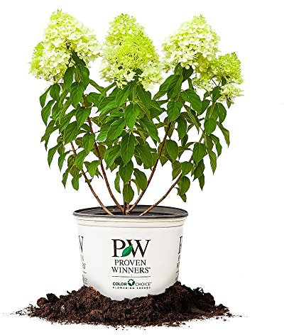 Limelight Hydreangea 3 Gallon