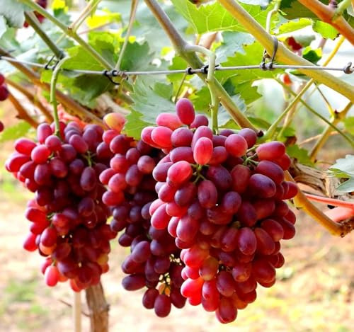 Grape Seeds for Planting 100+ Pcs