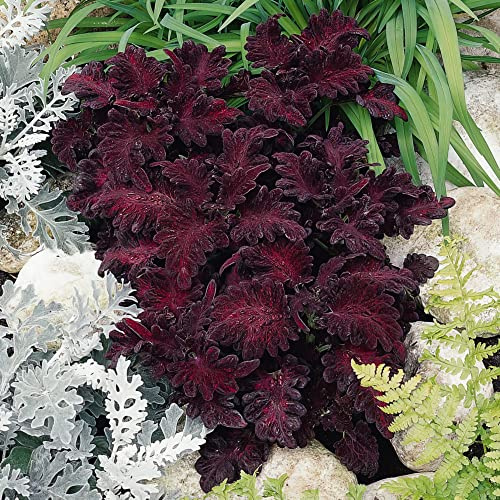 Bedwen Coleus 'Black Dragon' Plug Plant x4 – Painted Nettle Summer-Bedding Plants with Dark-Burgundy Foliage for Shade Borders, Patio Pots & Indoors
