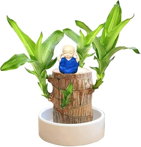 Generico Legno Brasiliano Fortunato, Pianta Portafortuna con Panda e Personcina, Albero della Felicità per Casa, Decorazione da Scrivania con Simbolo di Prosperità e Benessere (Blu)