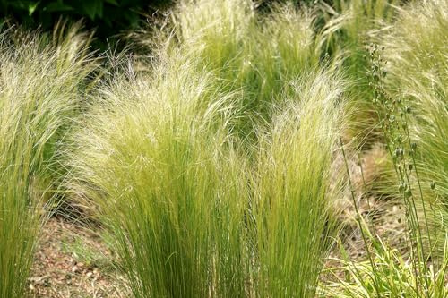 Silberährengras – Stipa tenuissima – Mexikanisches Federgras (Engelshaar, Pony Tails) – Zartes Ziergras mit silbrigem Schwung – Mehrjährig, bedingt winterhart – 25 Samen