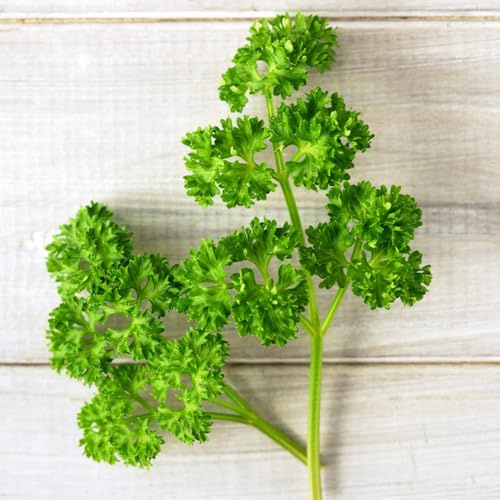 semillas orgánicas de perejil perenne culinarias, perejil jardín, exótico cobertura del suelo raras, orgánicas, 1500pcs
