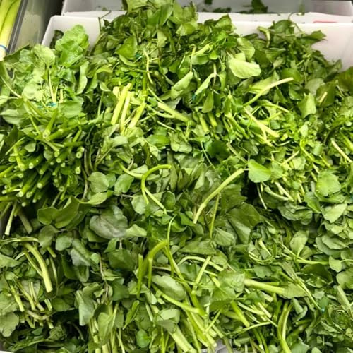 Semi di crescione germogli biologici, semi da giardino verdi d'appartamento regali sostenibili balcone serra copertura del terreno regali per gli amanti 100pcs