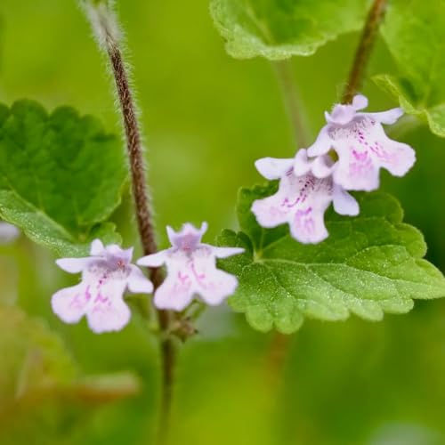 semillas de hiedra terrestre interior, variedades antiguas jardín rocas resistentes en interior exóticas balcón con 150pcs