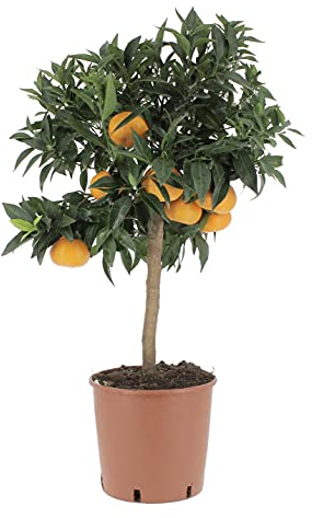 KENTIS - Pianta di Mandarino - Citrus Reticulata - Piante di Agrumi Vere - Alberi da Frutto da Giardino - Piante da Frutta da Esterno - H 70/80 cm Vaso Ø 20 cm