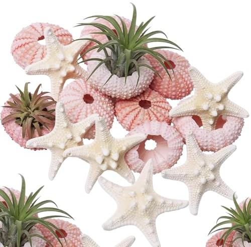 Wanwanzi Juego de 12 conchas de estrella de mar y erizo de mar, decoración natural de conchas marinas de 1.3 a 1.9 pulgadas para plantas de aire, bodas en la playa, decoraciones costeras del hogar,
