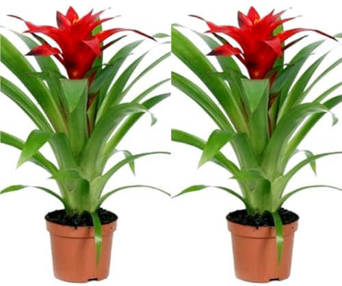 Pack de 2 Plantas naturales Guzmania. Colores Variados. Segura Garden. Las bromelias son plantas de interior coloridas, purifican el aire, son fáciles de cuidar y toque tropical y elegante a tu hogar.