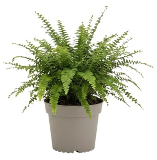 DECOALIVE Helecho de Boston para Interior Nephrolepis Exaltata Medida de Ø 12 cm Planta Natural para Salón Moderno
