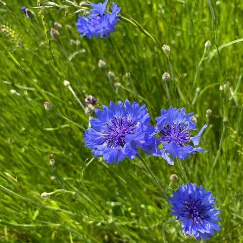 300 pcs kornblumen pflanzen samen - balkonblumen winterharte pflanzen kornblume,Centaurea cyanus, seltene pflanzen blumen geschenk deko blumen balkonpflanzen pflanzen für draußen