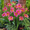 Hemerocallis Blumenzwiebeln (Winterhart/Stauden/Staude/Mehrjährig) Pflegeleichte Gartenbepflanzung, Taglilien Zwiebeln, Hemerocallis Pflanzen, Taglilien Winterhart,-3Zwiebeln-F