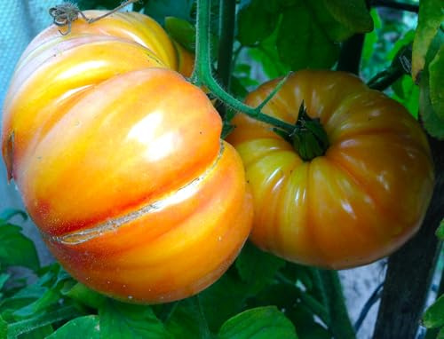Tomatensamen Old German – historische Fleischtomate, marmoriert, 10 Samen | Samenfest, große Früchte 300–800 g, seltene US‑Rarität. Frische Ernte, hohe Keimquote, ideal für Gewächshaus & Freiland