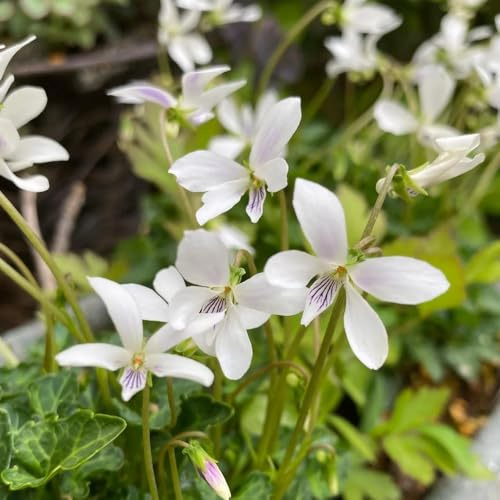 Duftveilchen - blumendeko sommerblumen gewächshaus balkon Duftveilchen winterhart zimmerpflanze winterfeste für kübel blumensamen mehrjährig 100samen