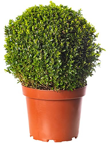 Buxus-Ball-Pflanze 30cm Durchmesser Immergrüner Formschnitt für den Außenbereich im Garten.