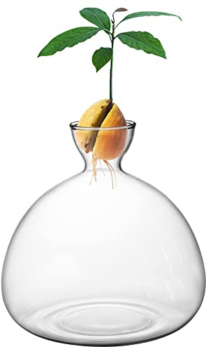 Werwing Vaso per avocado, moderno vaso idroponico in vetro per la crescita dei semi di avocado, realizzato a mano, decorazione per interni in borosilicato, design compatto per casa e ufficio (grande)