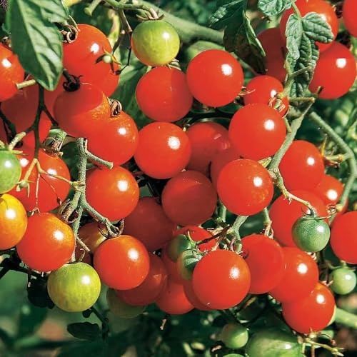 Sweetbaby Tomatensamen – süße Cocktailtomate für Balkon & Garten | alte, samenfeste Sorte aus Portugal | hohe Keimrate, naturbelassen & handverpackt | perfekte Balkontomate – 25 Samen