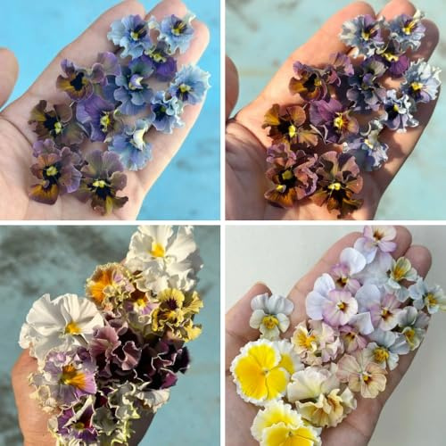 semi di violetta cornuta perenni, perenni resistenti Viola cornuta - semi di selvatici farfalle d'appartamento da giardino decorazione 350pcs