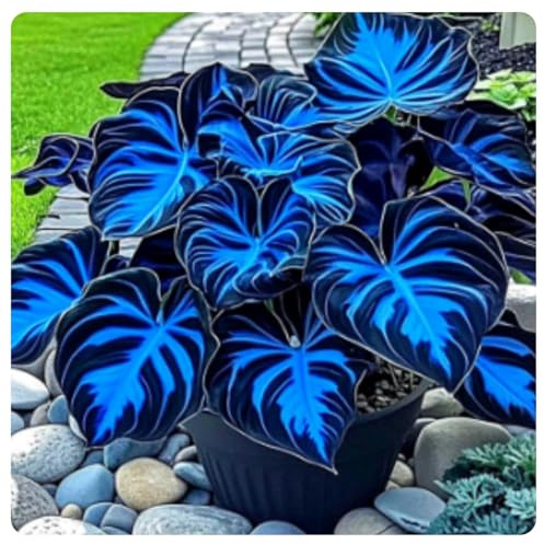 hosta rari Crescita Rapida Bellissimo Giardino Facile Da Mantenere-4bulbi-e
