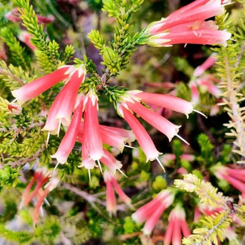 Heidekraut, blühende sträucher winterhart für sonnige plätze büropflanzen exotische blumensamen alte sorten kräuterpflanzen dekopflanzen balkongewächshäuser bio wohnzimmer deko 400Samen