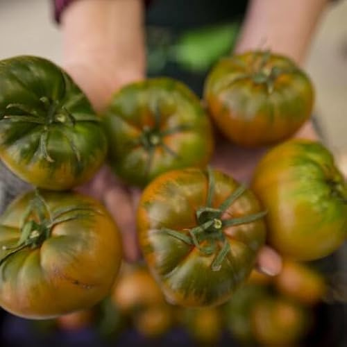 Semillas de Tomate Muchamiel para Cultivar Verduras y Hortalizas Comestibles en Casa
