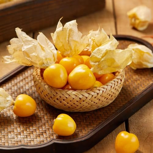 physalissamen bio - obstbaum seltene kapstachelbeere, Andenbeere exotische garden alte sorten topfpflanzen draußen winterhart obstbäume 100pcs