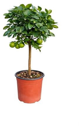 Pianta di Lime del Mexico (vaso - 20) - Immagine reale