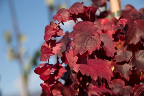 Gardenaria Parthenocissus tricuspidata 'Veitchii' Pianta Rampicante da Esterno, Colore Rosso, 100/125 cm, Vaso 19, per Pergolati e Recinzioni