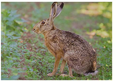 10x Stronghold Tierauflage - Hase - 30 x 42 cm - wasserabweisend/reißfest, Scheibenauflage für Pfeil und Bogen