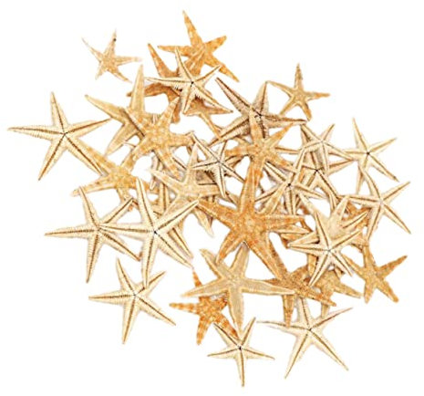 Amosfun 1 Schachtel Esstischdekoration Sternverzierungen Strandtisch Streuen Muscheldekor Seesternfiguren Wohnkultur Fisch Aquarium Dekoration Nautischer Charme Ornament Dekorationen Mini