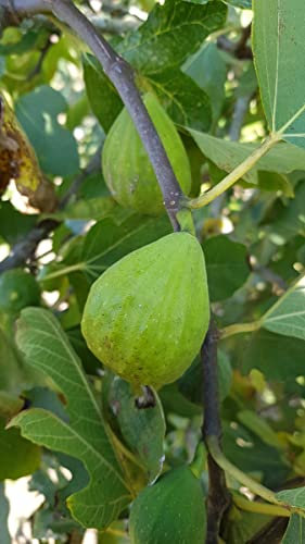Ficus carica 'Madeleine Jaune' / Figuier 'Madeleine Des 2 Saisons' / Conteneur de 3 à 4 litres