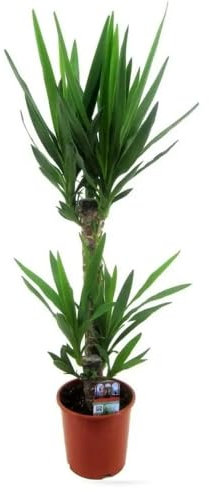 Attitude Jardin - Yucca elephantipes - peu d'entretien - 70-80 cm - ⌀ 17 cm - plante d'intérieur