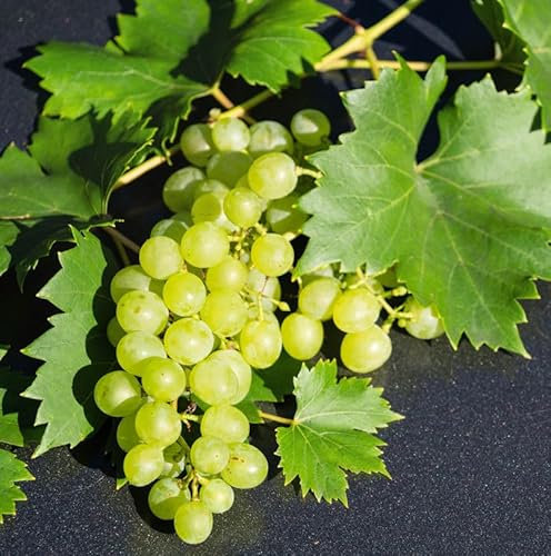 Weinrebe Sauvignon Blance 100-125cm - Vitis