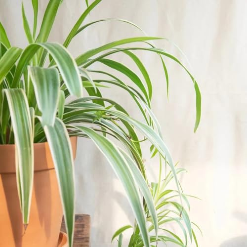 grünlilie grünlilien balkon winterharte kübelpflanzen chlorophytum comosum green wall balkonpflanzen exotische balkon zimmerbonsai gartenpflanzen winterhart mehrjährig hängend ranke 400samen