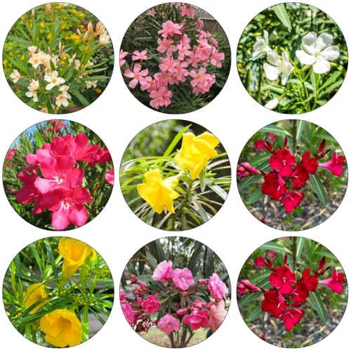 oleandro - semi di scalatrice resistenti per giardini di rocce semi giardino selvatici perenni giardino 22pcs