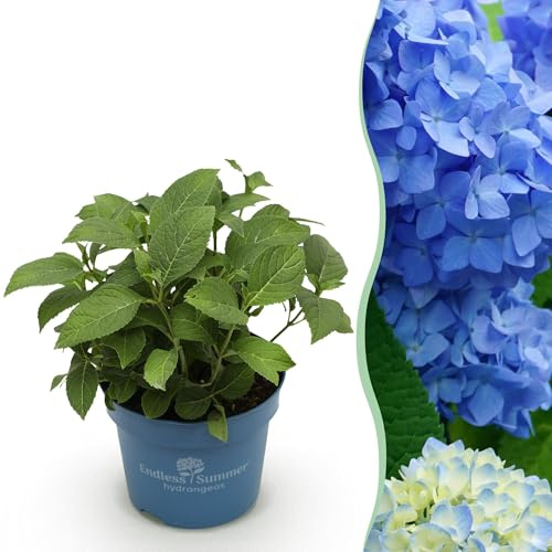 Hortensie Hydrangea Endless Summer The Original Blue winterhart blau 20-25cm 14cm für Garten Balkon Terrasse Beet blühender Zierstrauch pflegeleicht